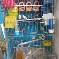 فنچ جفت خورده