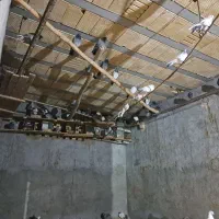 کفتر پرشی زاجر|پرنده|اشکذر, |دیوار