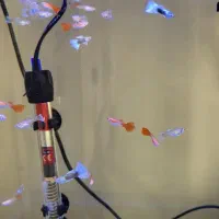 ماهی گوپی ۳ ماهه به بالا