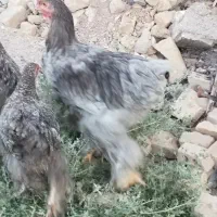 برهما و آروک