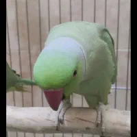 طوطی ملنگومولد معاوضه باگرینچیک. گلدین. قناری|پرنده|مشهد, شهید قربانی|دیوار