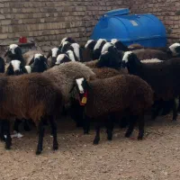 شیشک و تقلی|حیوانات مزرعه|قزوین, |دیوار