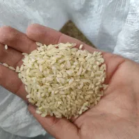 برنج کامفیروزی|خوردنی و آشامیدنی|مرودشت, فاز دوم شهرک فرهنگیان|دیوار