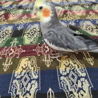 عروس هلندی جفت سخنگو|پرنده|صحنه, |دیوار