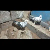 سلام دوتا ماده سوسکی بزک