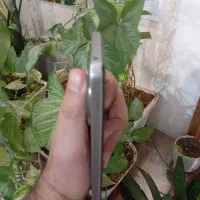 poco c75|موبایل|گلبهار, شهر جدید گلبهار|دیوار