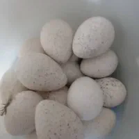 بوقلمون نروماده تخم گذاروتخم بوقلمون نطفه دار