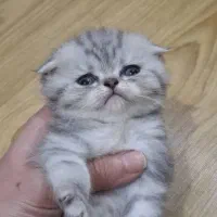 اسکاتیش سیلور