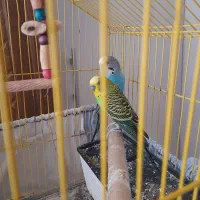 مرغ عشق جوان