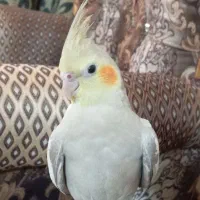 عروس هلندی|پرنده|اشتهارد, |دیوار