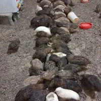 بلدرچین ۱۰روزه وبالغ|حیوانات مزرعه|رودسر, |دیوار