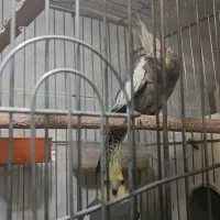 جفت عروس روی تخم