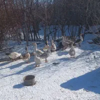 قوغاز معاوضه با قناری یا سهره|حیوانات مزرعه|اردبیل, |دیوار