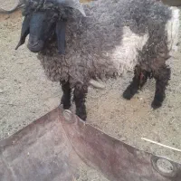 بره،نر