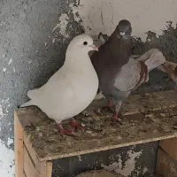 کبوتر کینگ|پرنده|میانه, |دیوار