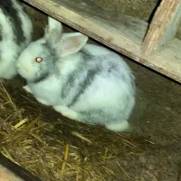 خرگوش|موش و خرگوش|رشت, کوی حسینی|دیوار