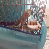 عروس هلندی|پرنده|کاشان, شهرک خاتم الانبیا (مسکن ملی کاشان)|دیوار