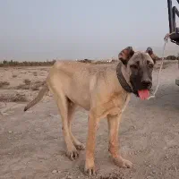 توله سرابی