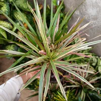 گل وگیاه آپارتمانی