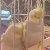 عروس هلندی|پرنده|ایلام, |دیوار