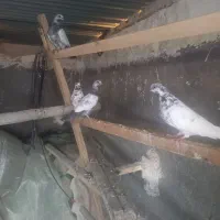 جوجه کله سیاه وکله دم سبز پرشی|پرنده|زیباشهر, |دیوار