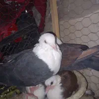 کبوتر کفتر جفتگاه کلاغ کربلایی|پرنده|شاندیز, |دیوار