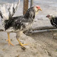 مرغ بالغ و خروس نیمچه گلین طوسی|حیوانات مزرعه|کرمانشاه, |دیوار