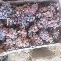 ده جعبه انگور سیاه