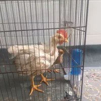 مرغ وخروس حدود سه ماهه