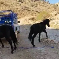 کره اسب|اسب و تجهیزات اسبسواری|یاسوج, |دیوار