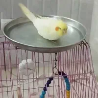 عروس هلندی لوتینو سرحال و بازیگوش|پرنده|آران و بیدگل, |دیوار