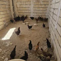 ۲۶ تا مرغ و ۴ عدد خروس