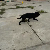 سگ ماده ژرمن بلک|سگ|قائم‌شهر, |دیوار