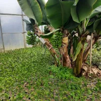 40هکتار-زمین-کشاورزی