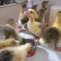 جوجه غاز ده روزه