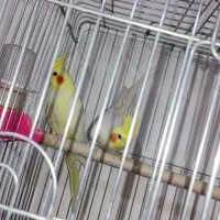 جفت عروس هلندی|پرنده|فسا, |دیوار