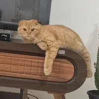 گربه نر