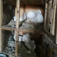 کبوتر دم چتری