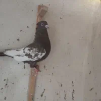 سه تا کفتر نر|پرنده|سیمکان, |دیوار