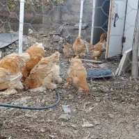 مرغ و خروس برهما