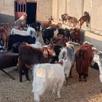 کره نر وماده