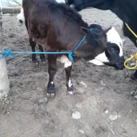 گاو تالشی فقیر با گوساله امپولی سیمنتال نر|حیوانات مزرعه|رشت, یخسازی|دیوار