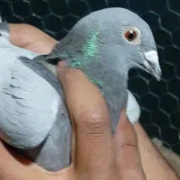 کفتر|پرنده|شیراز, سلطان آباد|دیوار
