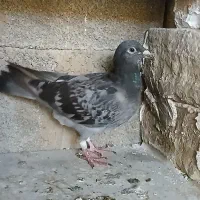 کبوترسبر|پرنده|مینودشت, |دیوار