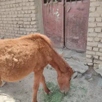 کره اسب یک رگ ترکمن