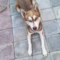 سگ هاسگی|سگ|اصفهان, کوی ولی عصر|دیوار