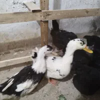 بالغ جفت