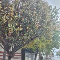 اجاره مغازه