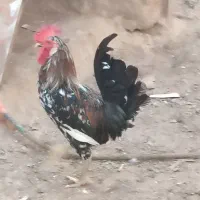 خروس