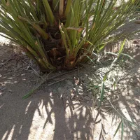 پاجوش نخل برحی